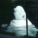 Beluga