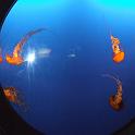 Jellyfish