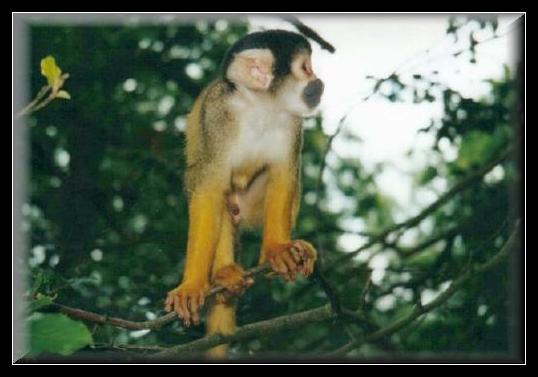 33ApenheulMonkey1