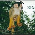 33ApenheulMonkey1