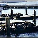 17sea_lions